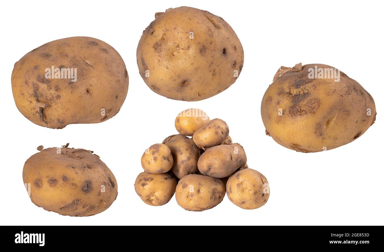 Young healthy potatoes used as a vegetable in home cooking. Ingredients needed to prepare dishes in a restaurant. Isolated background. Stock Photo