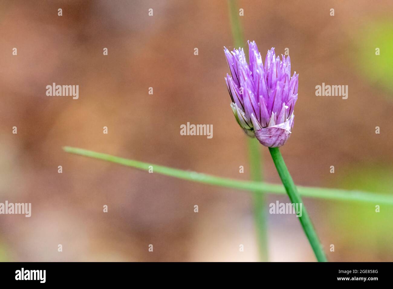 small blooming green onion chive plant otherwise known as alliums with purple blooms Stock Photo