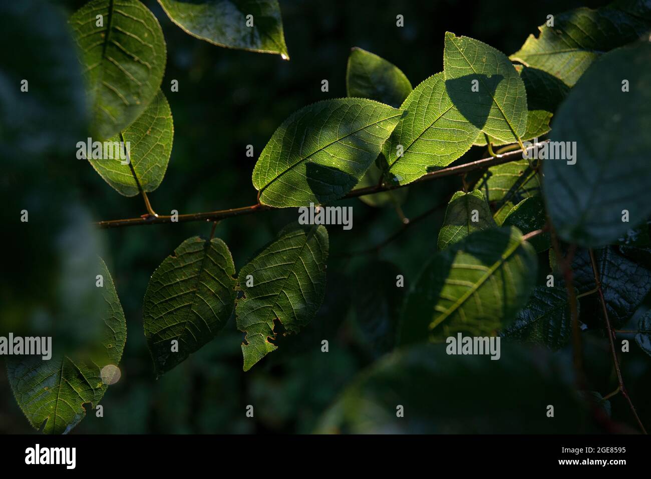 Green leaves , sunlight, tree, shade Stock Photo