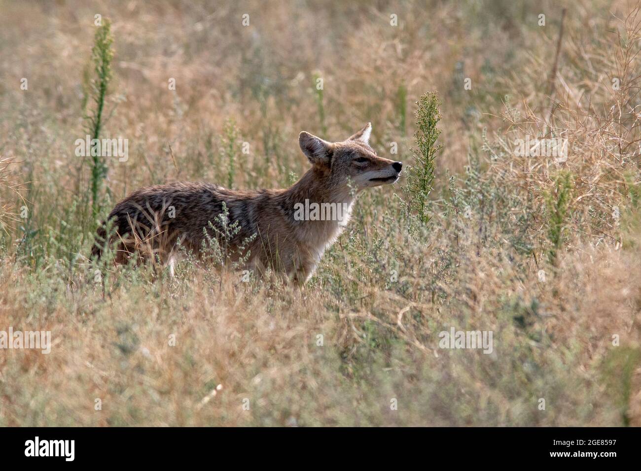 Coyote (Canis latrans) among the grasses - Rocky Mountain Arsenal National Wildlife Refuge, Commerce City, near Denver, Colorado Stock Photo
