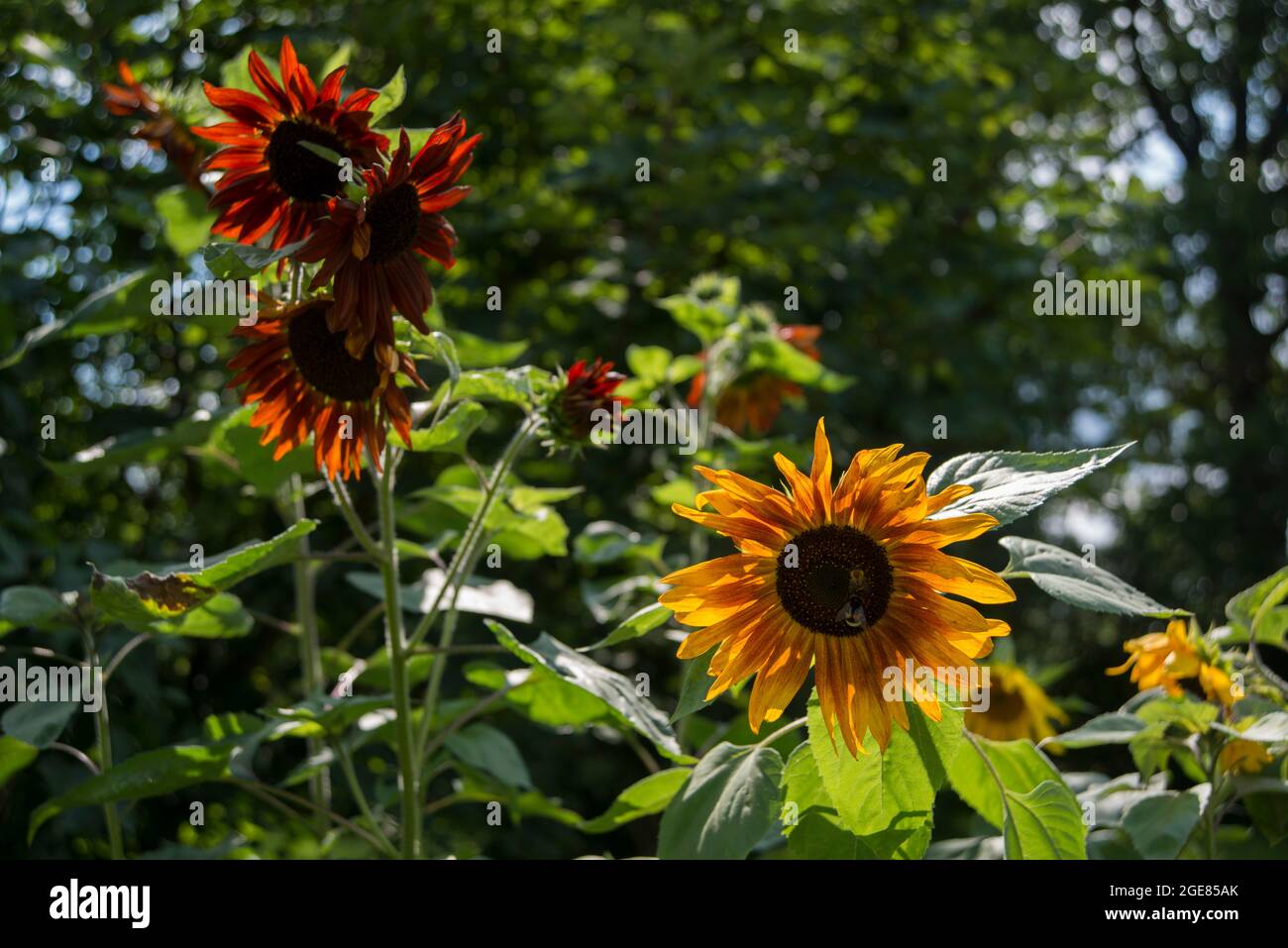 Sonnenblume velvet queen, Red sunflower. Sonnenblume „La Torre“. Hummeln, bumble. Stock Photo