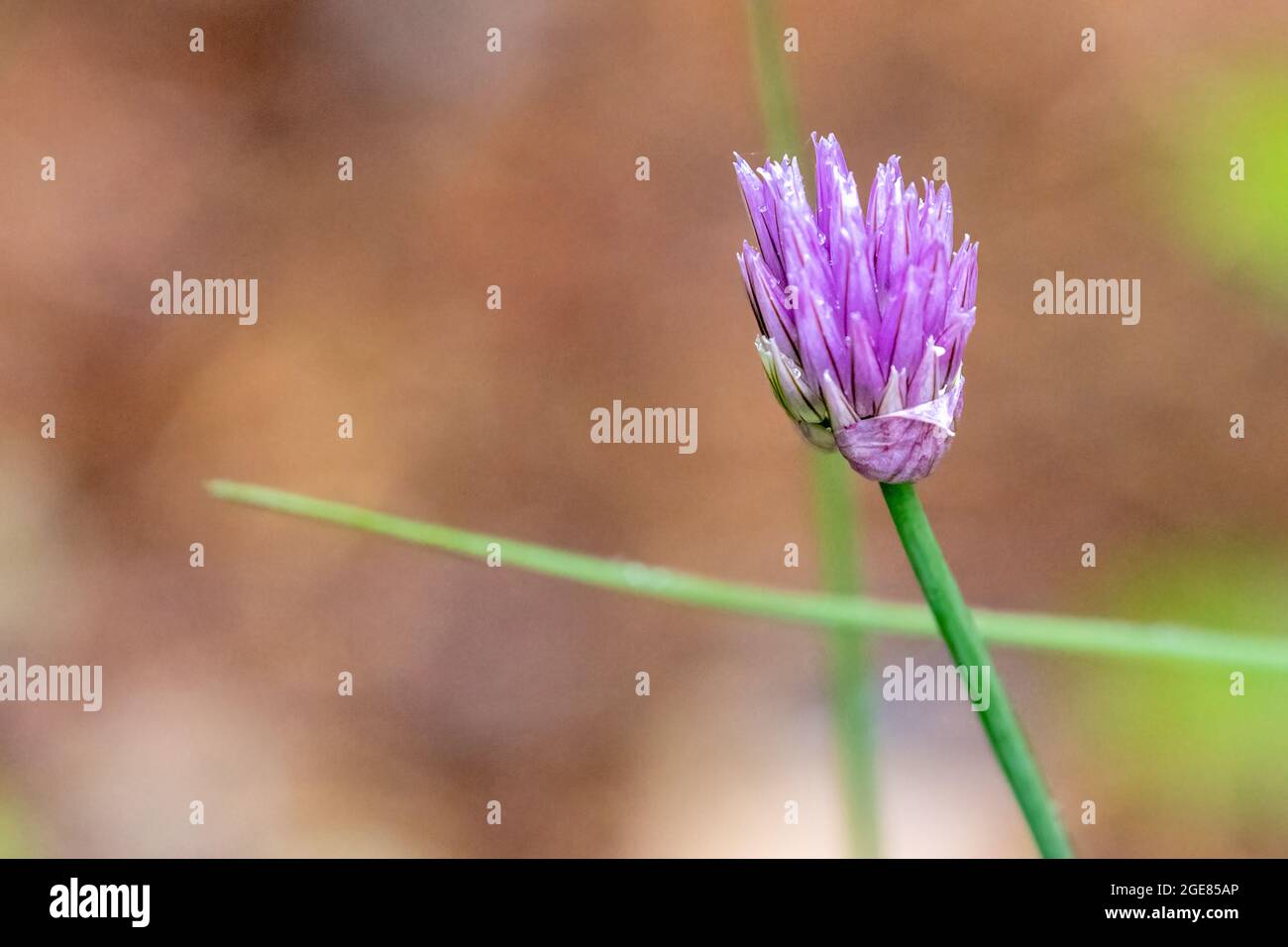 small blooming green onion chive plant otherwise known as alliums with