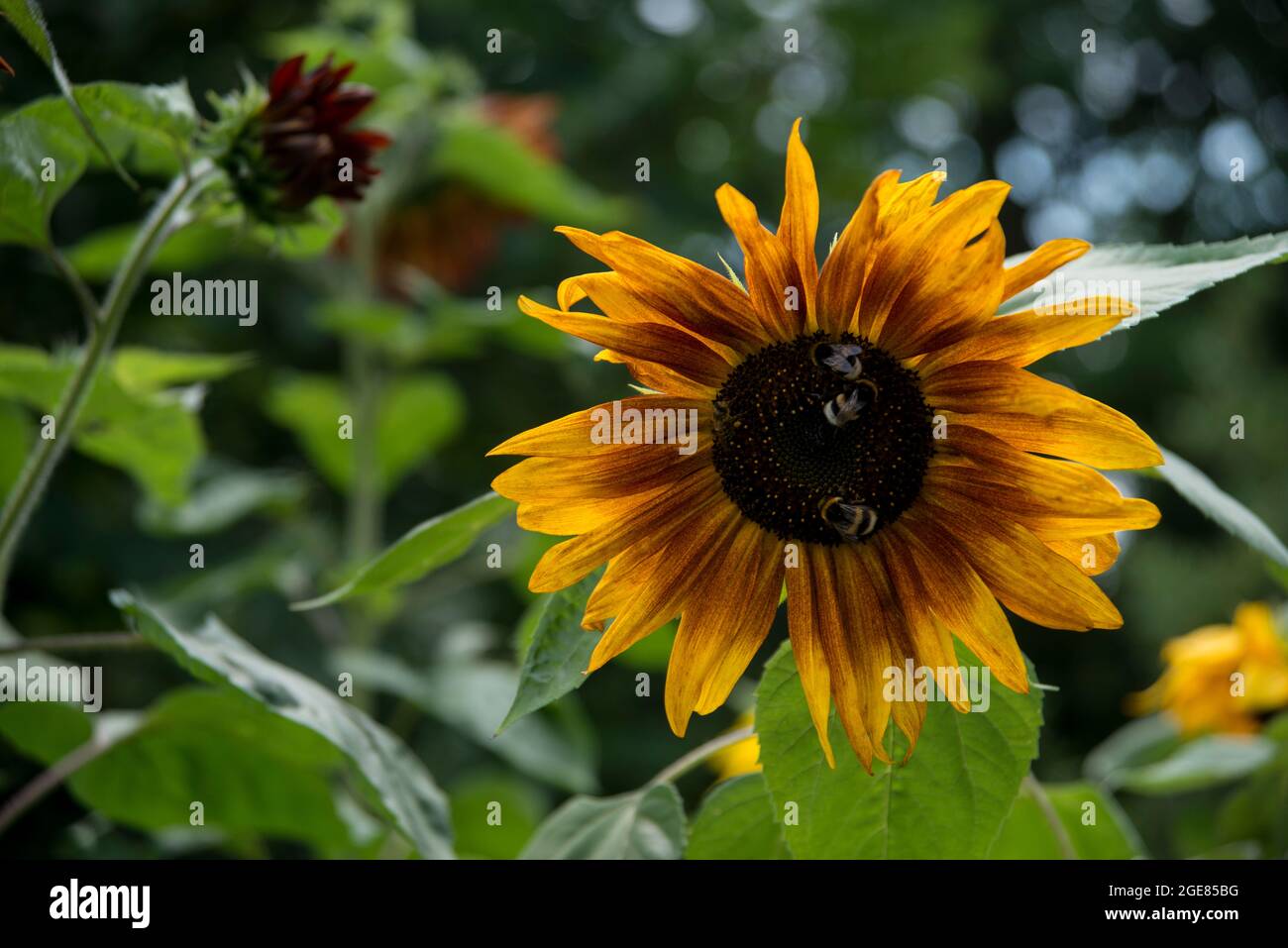 Red, orange, yellow sunflower. Sonnenblume „La Torre“. Hummeln, bumble. Stock Photo