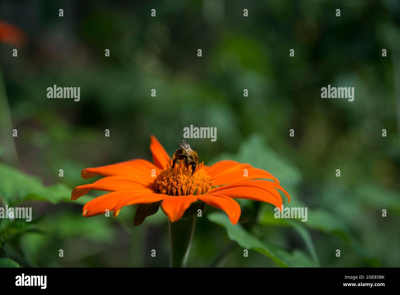 A beautiful Mexican sunflower, red sunflower with a bumblebee Stock Photo