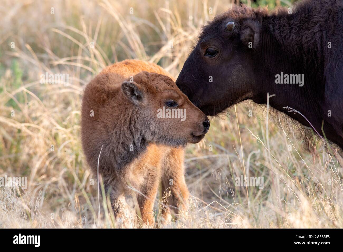 American Bison (Bison bison) calf nuzzling another young bison - Rocky Mountain Arsenal National Wildlife Refuge, Commerce City, near Denver, Colorado Stock Photo