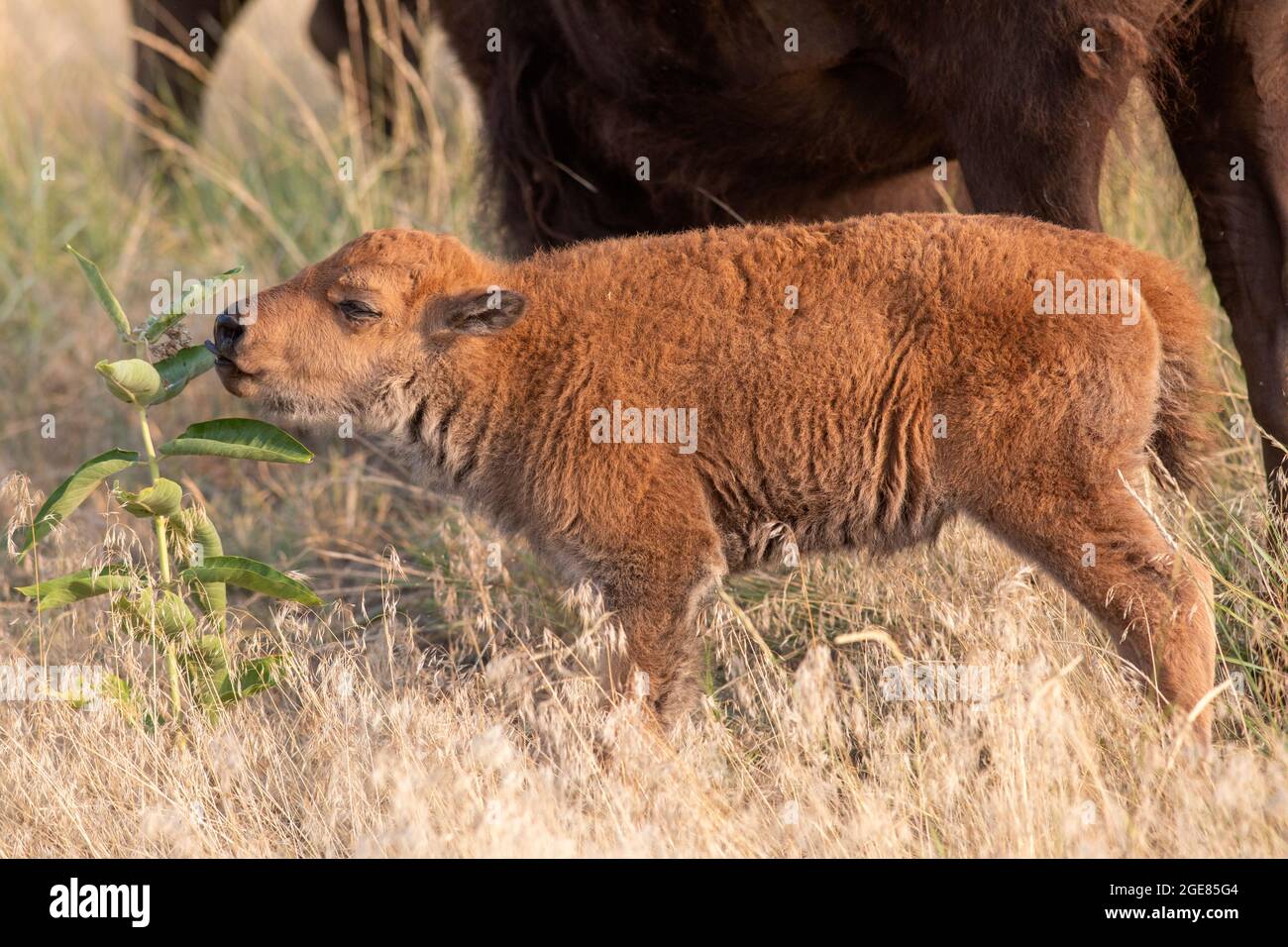 American Bison (Bison bison) calf - Rocky Mountain Arsenal National Wildlife Refuge, Commerce City, near Denver, Colorado Stock Photo