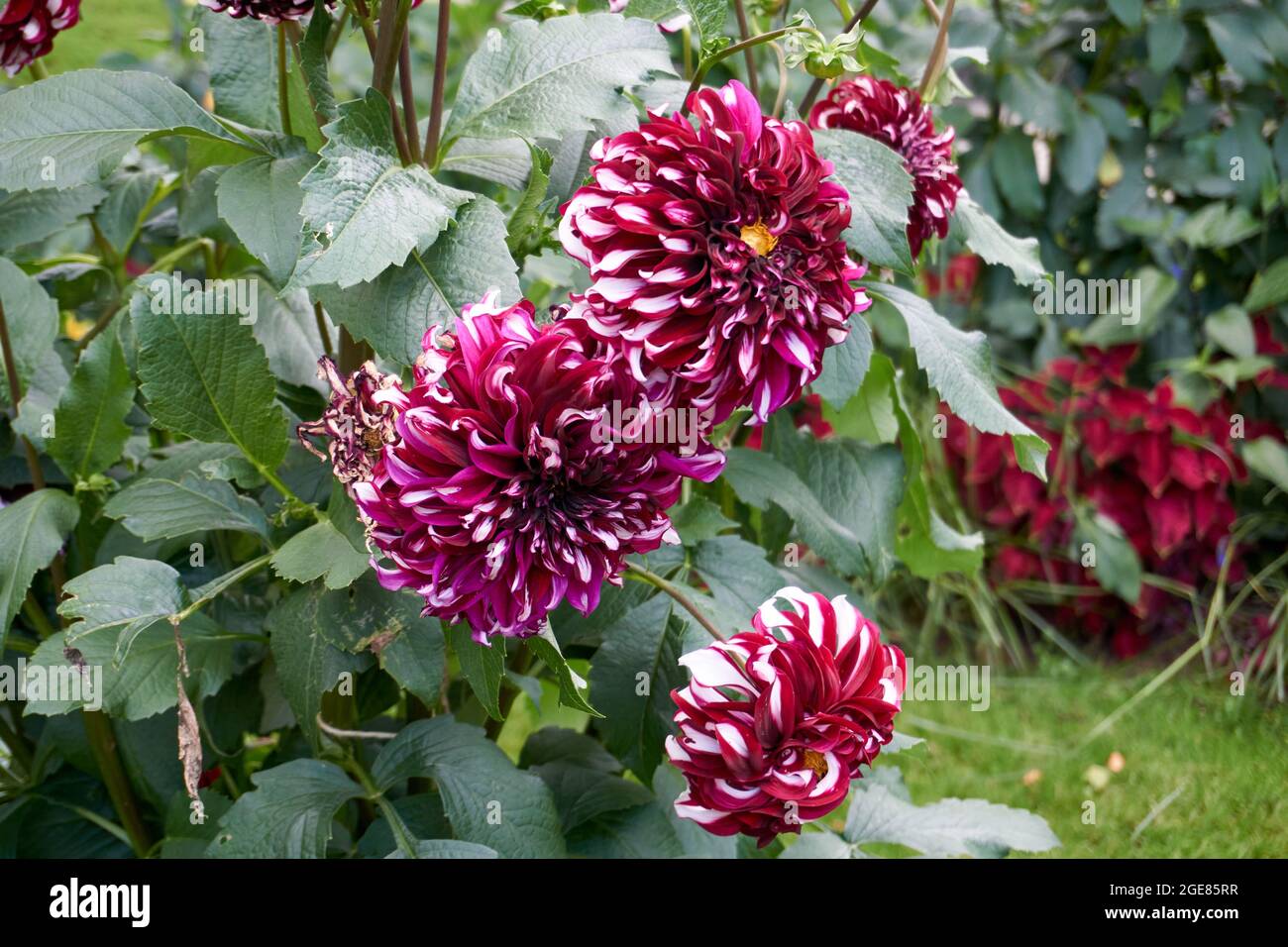 Closeup shot of blooming purple dahlia flowers Stock Photo Alamy