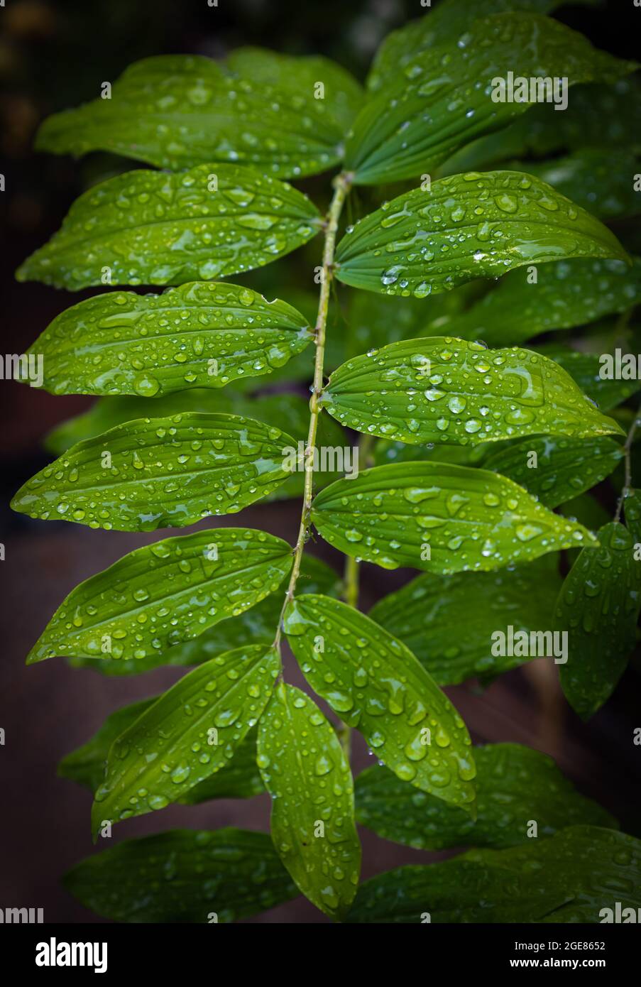 Beautiful water drop on the green leaf after rain in a forest Stock ...