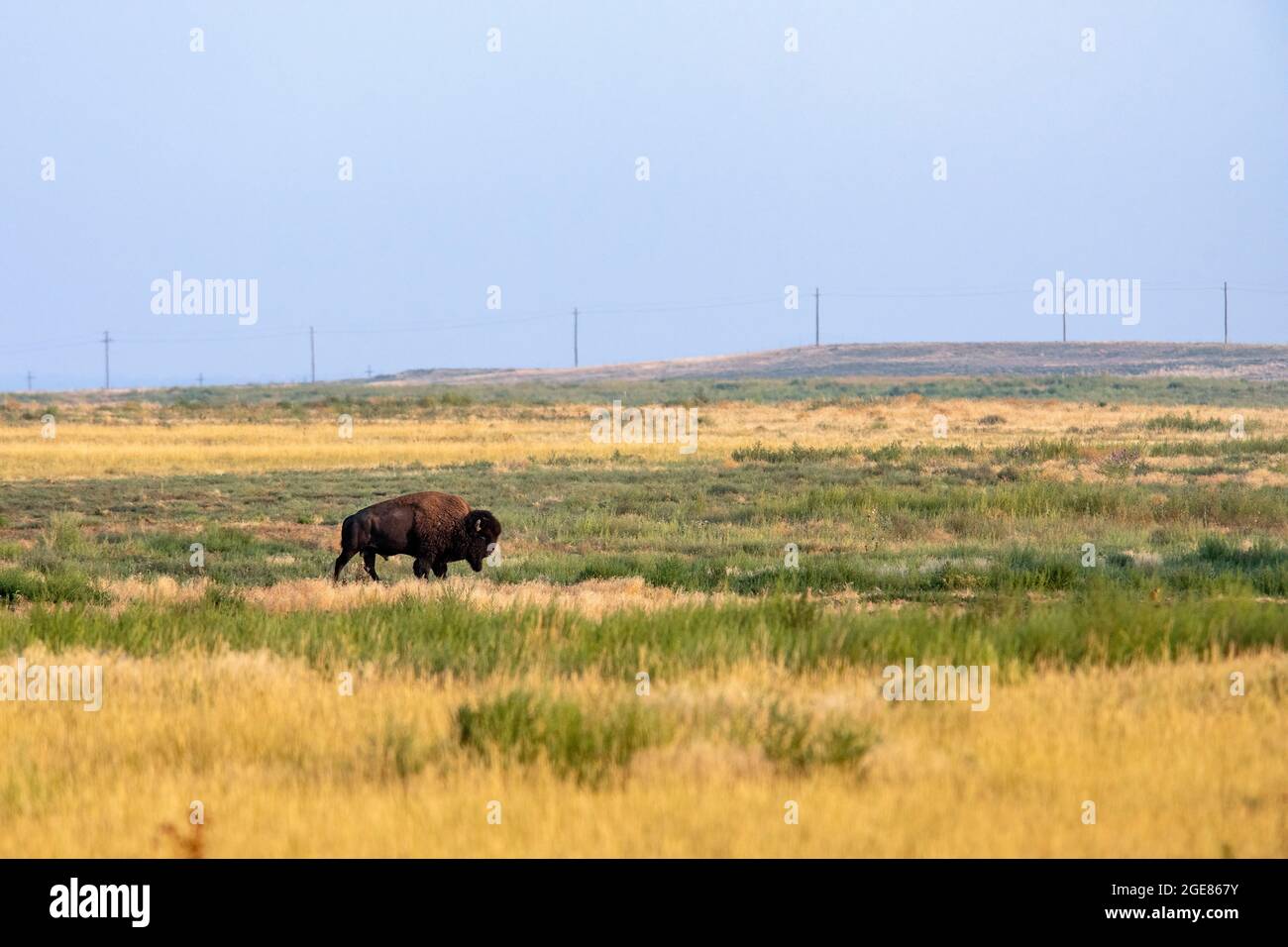 Lone American Bison (Bison bison) walking on the prairie - Rocky Mountain Arsenal National Wildlife Refuge, Commerce City, near Denver, Colorado Stock Photo