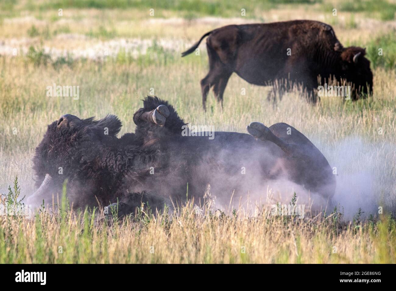 American Bison (Bison bison) rolling in dirt (wallowing) - Rocky Mountain Arsenal National Wildlife Refuge, Commerce City, near Denver, Colorado [Imag Stock Photo