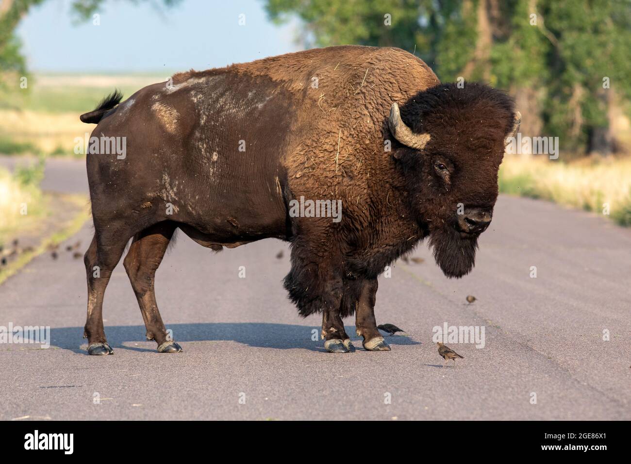 Big male American Bison (Bison bison) on the road - Rocky Mountain Arsenal National Wildlife Refuge, Commerce City, near Denver, Colorado Stock Photo