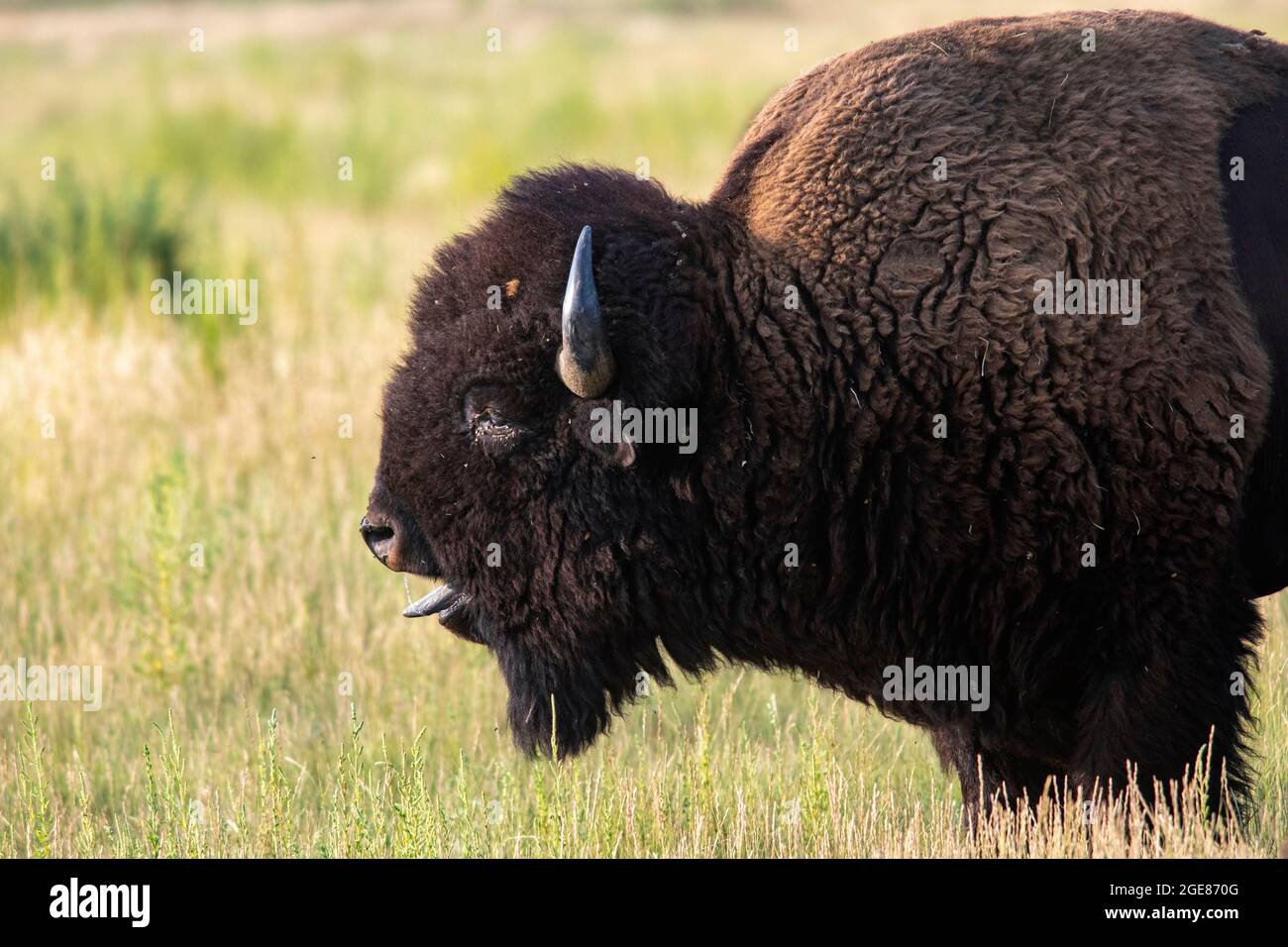 Male American Bison (Bison bison) sticking out tongue during rut