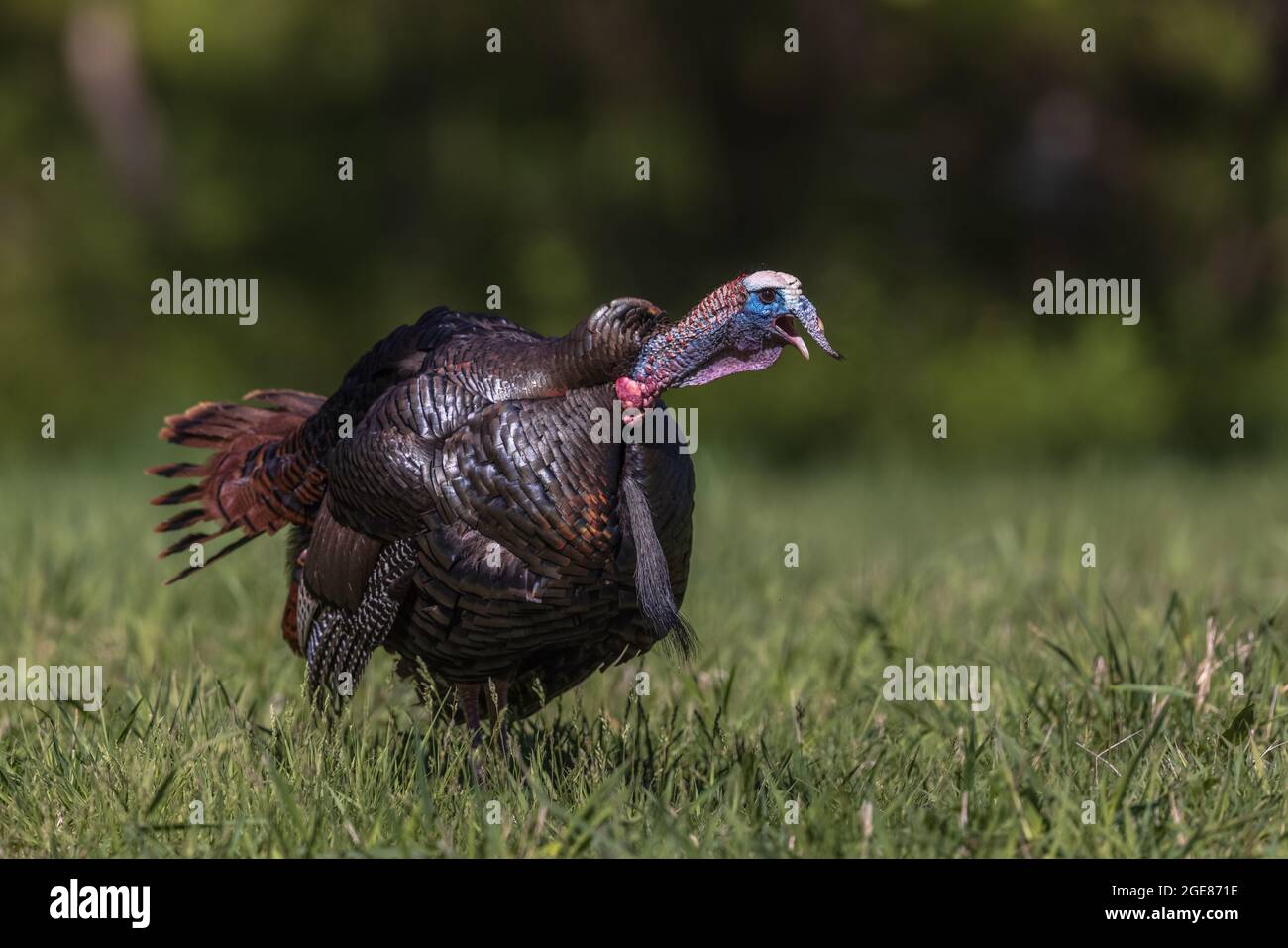 Turkey gobbling hi-res stock photography and images - Alamy