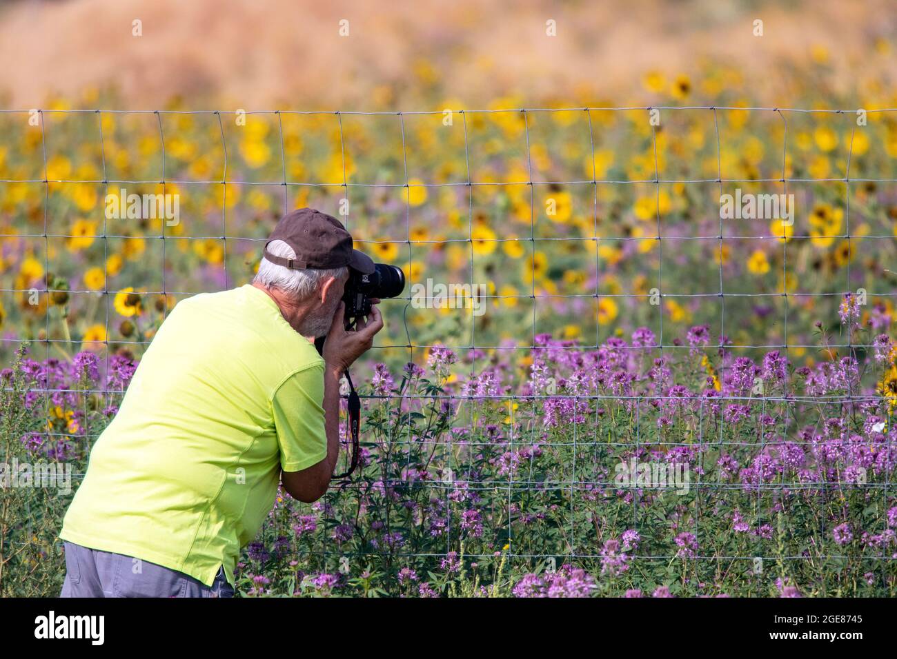Man photographing colorful wildflowers at Rocky Mountain Arsenal National Wildlife Refuge, Commerce City, near Denver, Colorado Stock Photo
