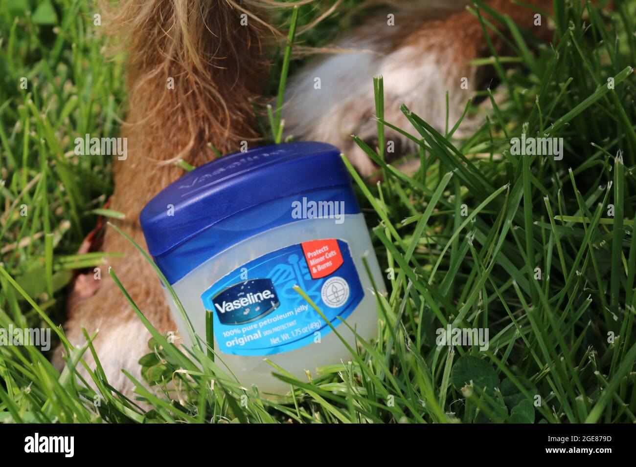 Vaseline and a dog Stock Photo