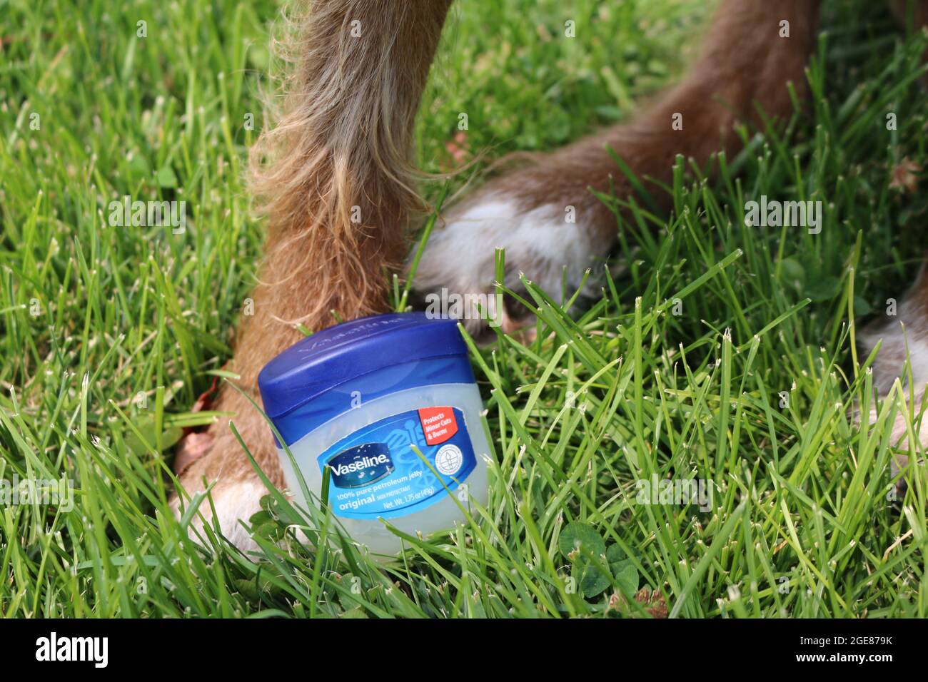Vaseline and a dog Stock Photo Alamy