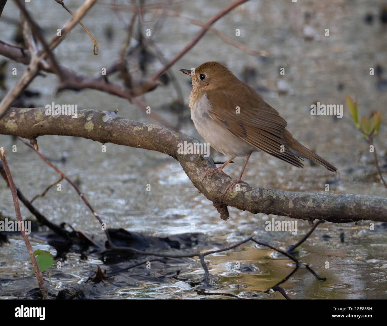 Veery perched on branch in wetland Stock Photo