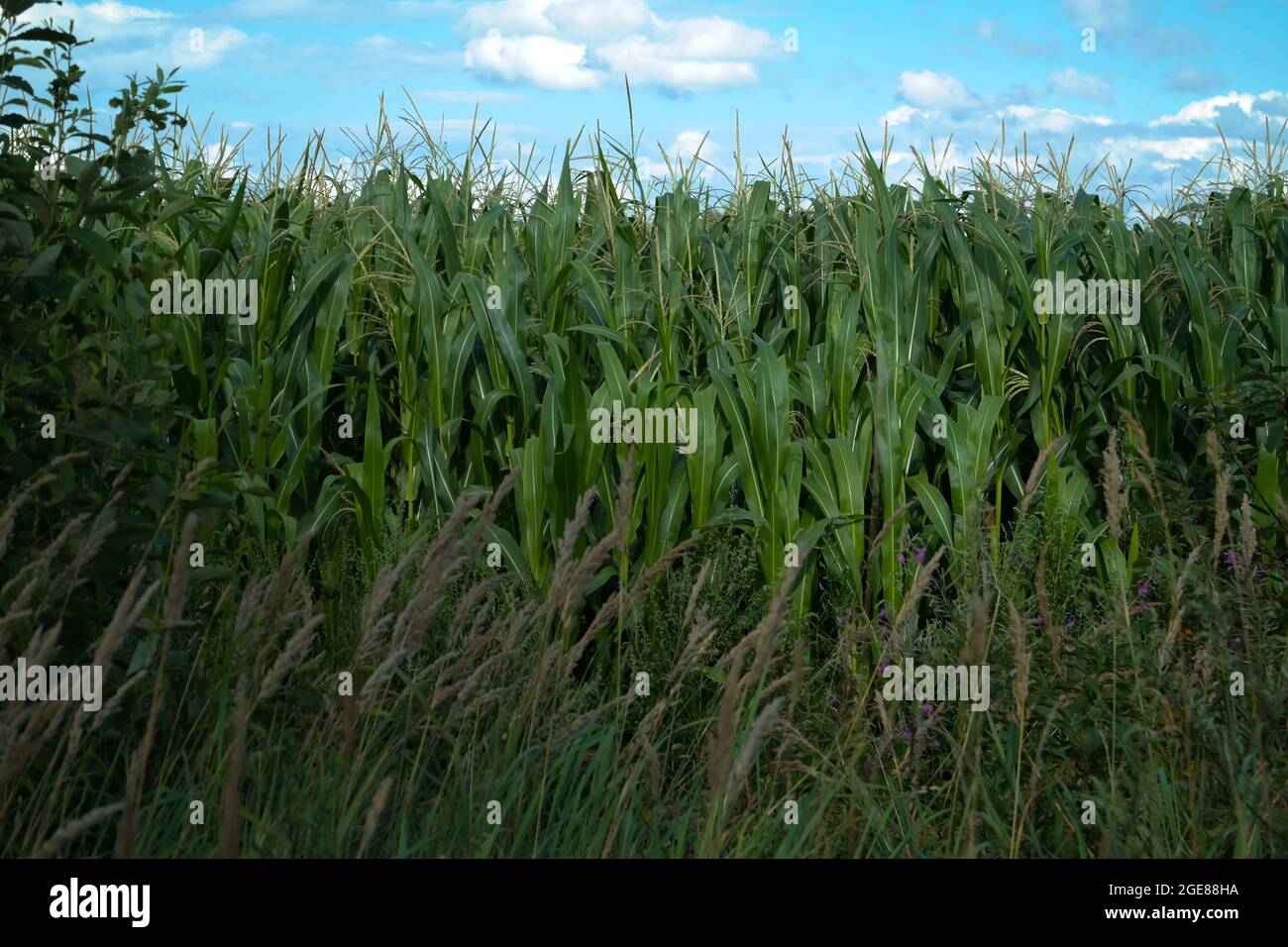 Closeup shot of an agricultural field with growing crops on a sunny day ...