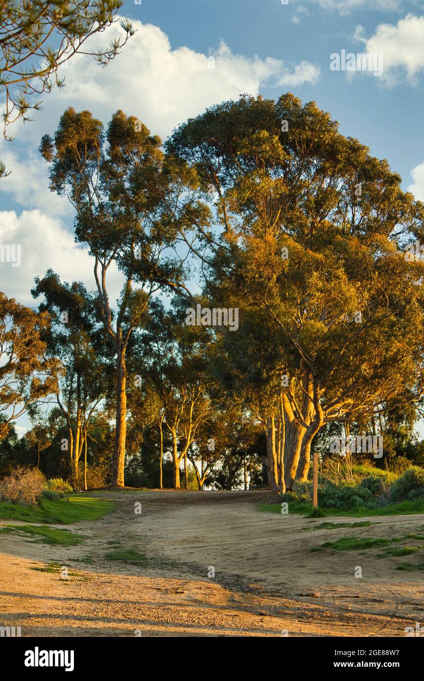 large old live oak trees in southern california Stock Photo Alamy