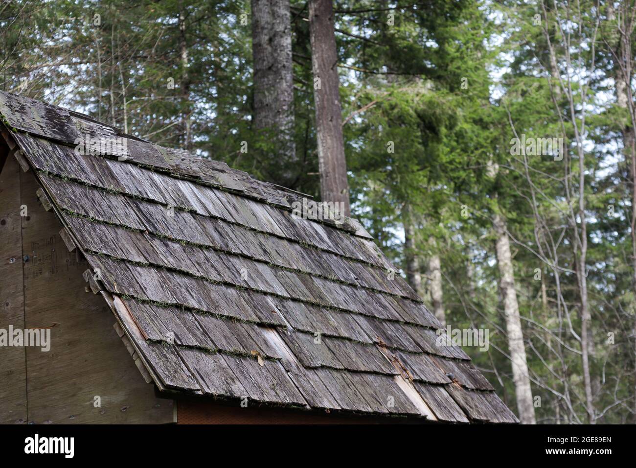 A old cedar shingle roof on a shed in a forest in the pacific northwest