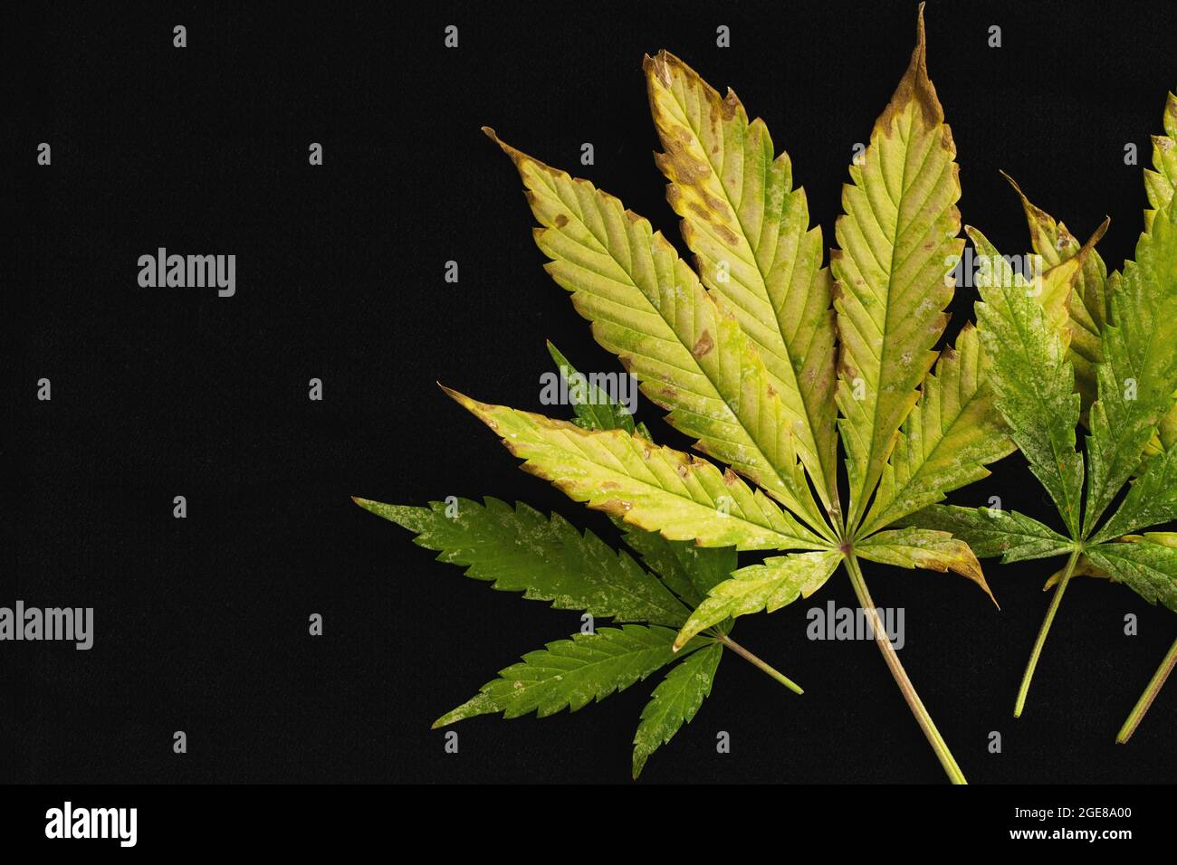 copy space background of of incomplete marijuana leaves and sick with characteristics edge of the leaf that burns or rust. Stock Photo