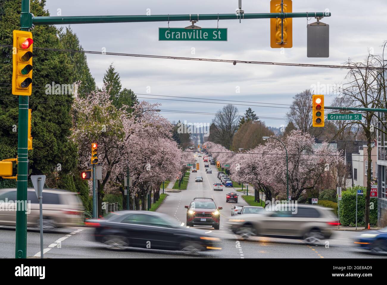 Vancouver City in cherry blossom season. Granville Street and West 17th Avenue in spring time, Canada. Stock Photo