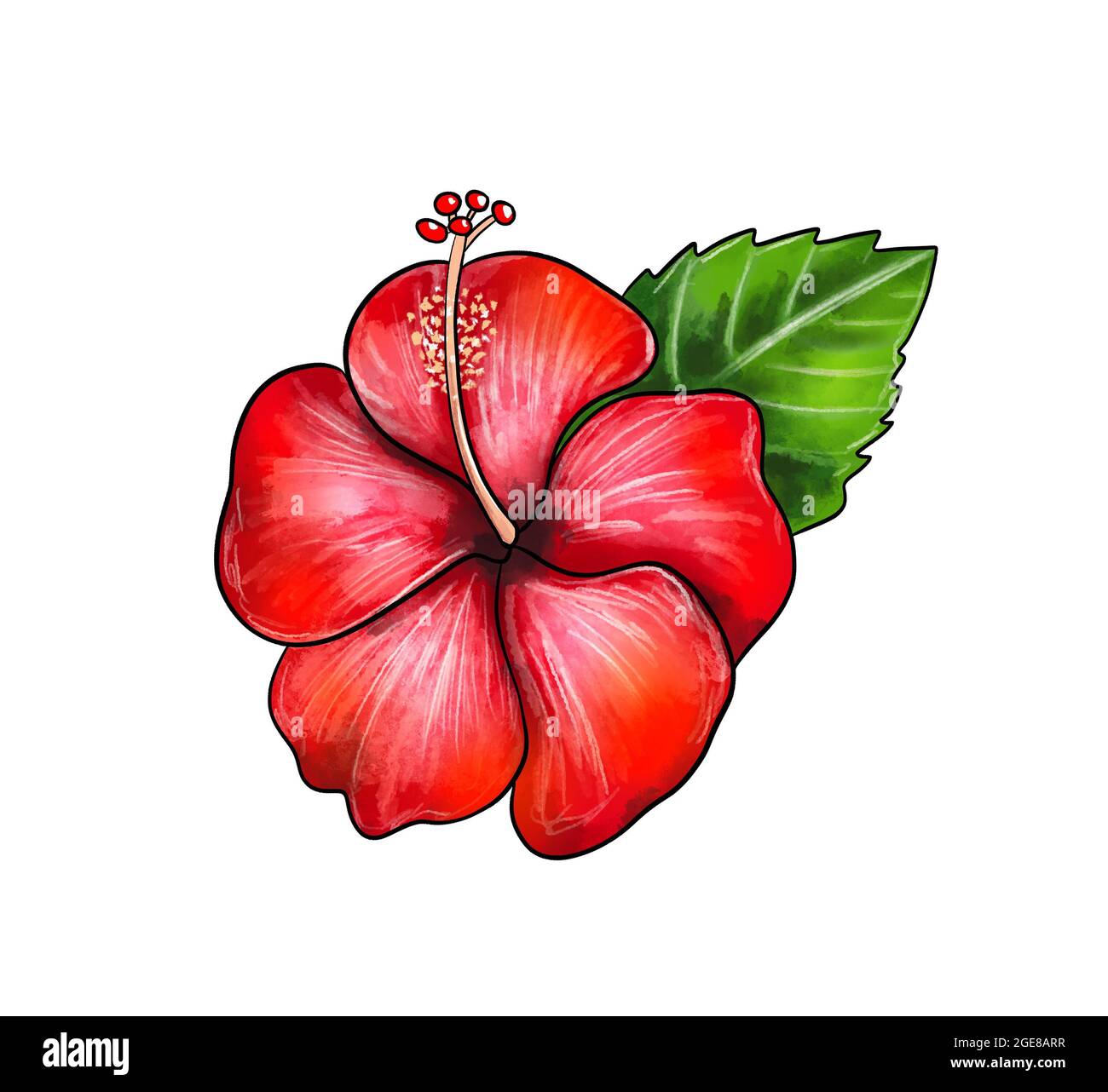 orange hibiscus flower drawing