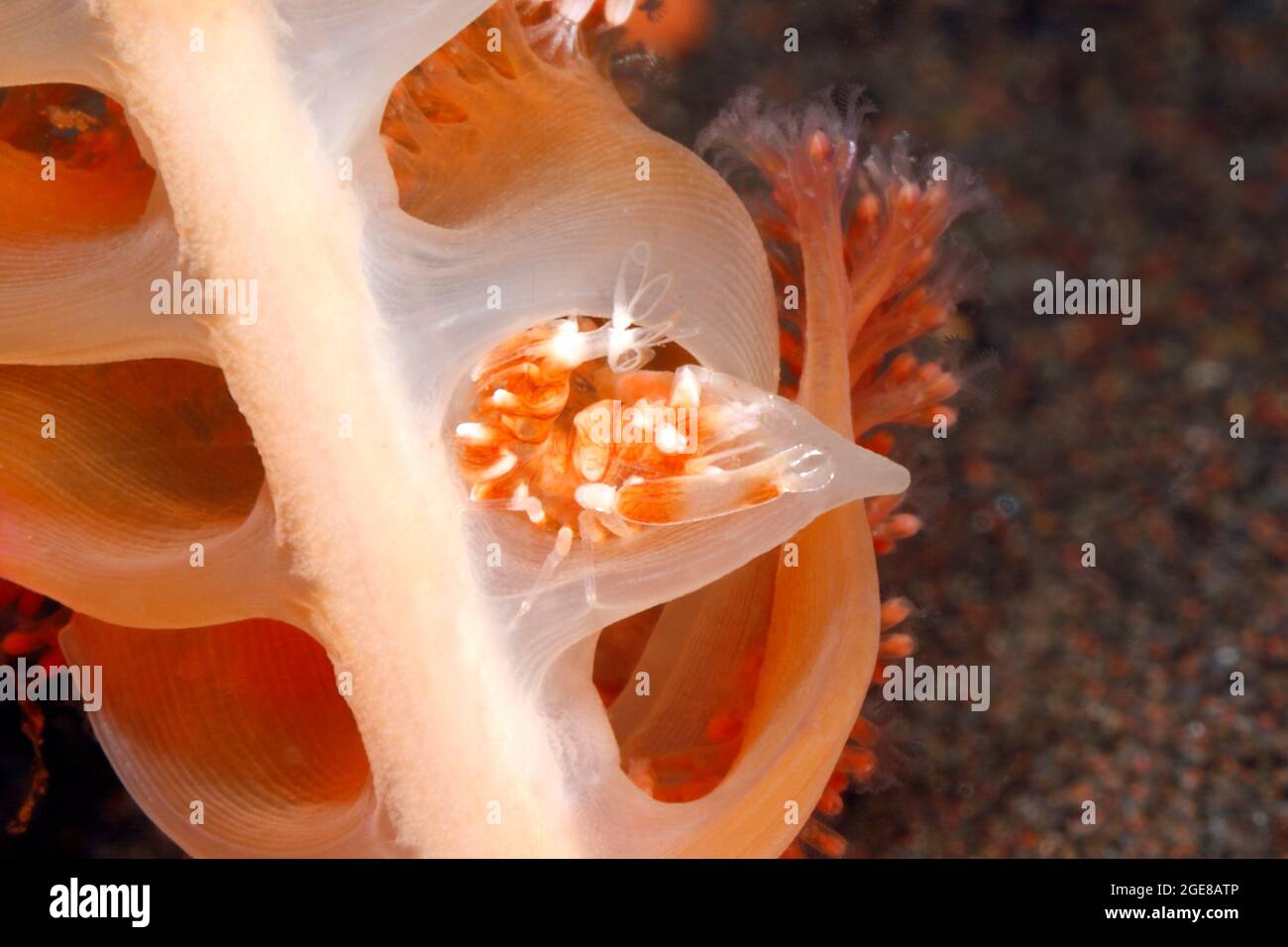Horned Sea Pen Shrimp, Dasycaris ceratops. Tulamben, Bali, Indonesia. Bali Sea, Indian Ocean Stock Photo