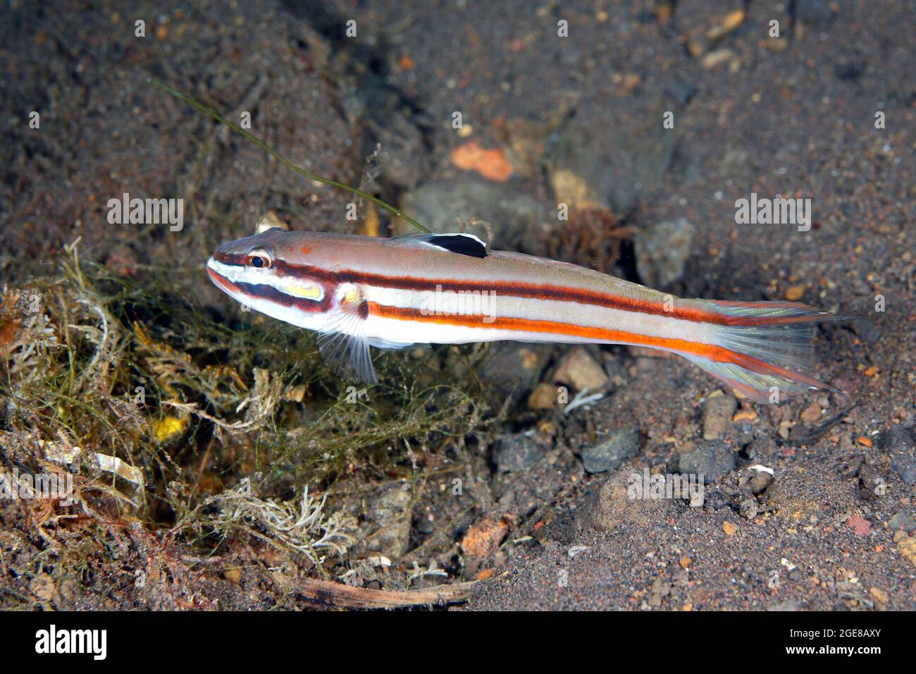 Twostripe Goby, Valenciennea helsdingenii. Also known as Blacklined Glidergoby, Black-lined Sleeper Goby, Black-lined Sleeper-Goby, Railway Glider, Stock Photo