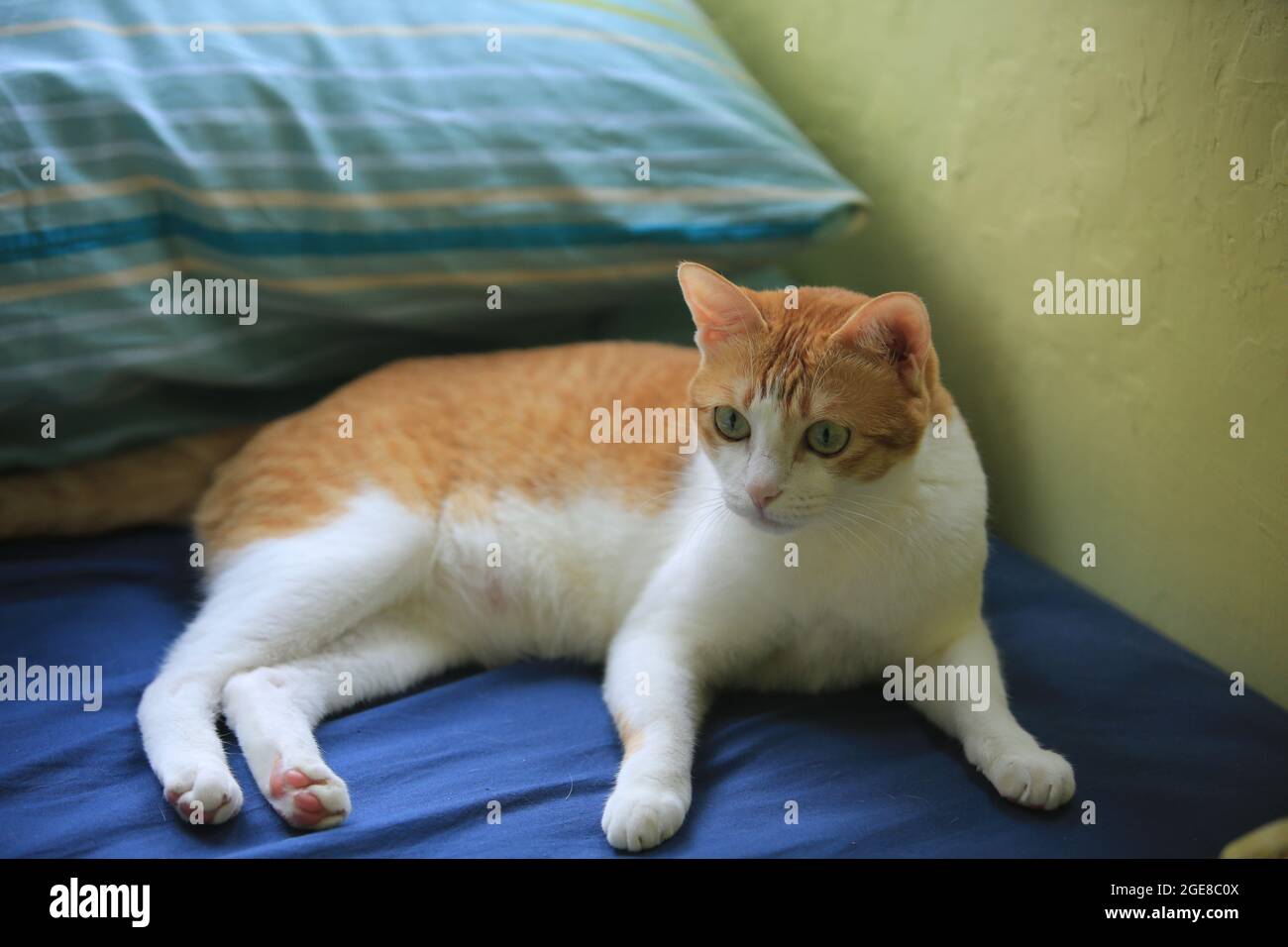 cute ginger cat lying on the bed Stock Photo - Alamy