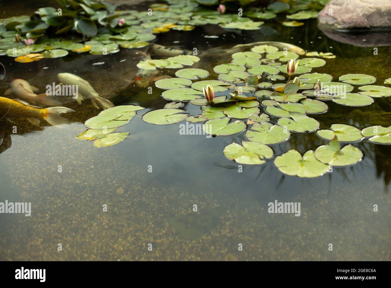 Plants in an artificial pond. Swamp plants on the water. Water garden ...