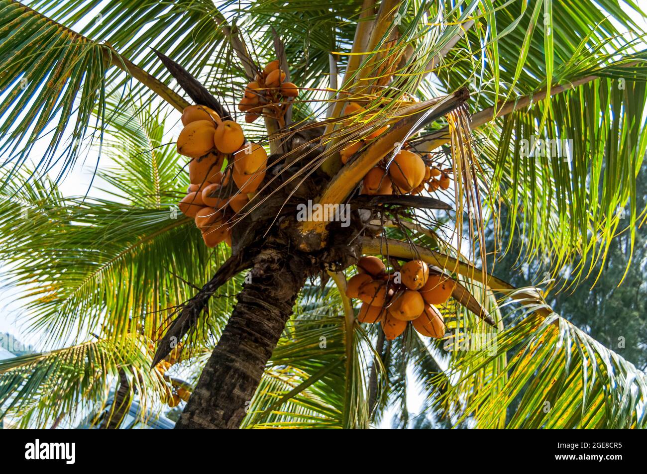 Coconut visual data 5