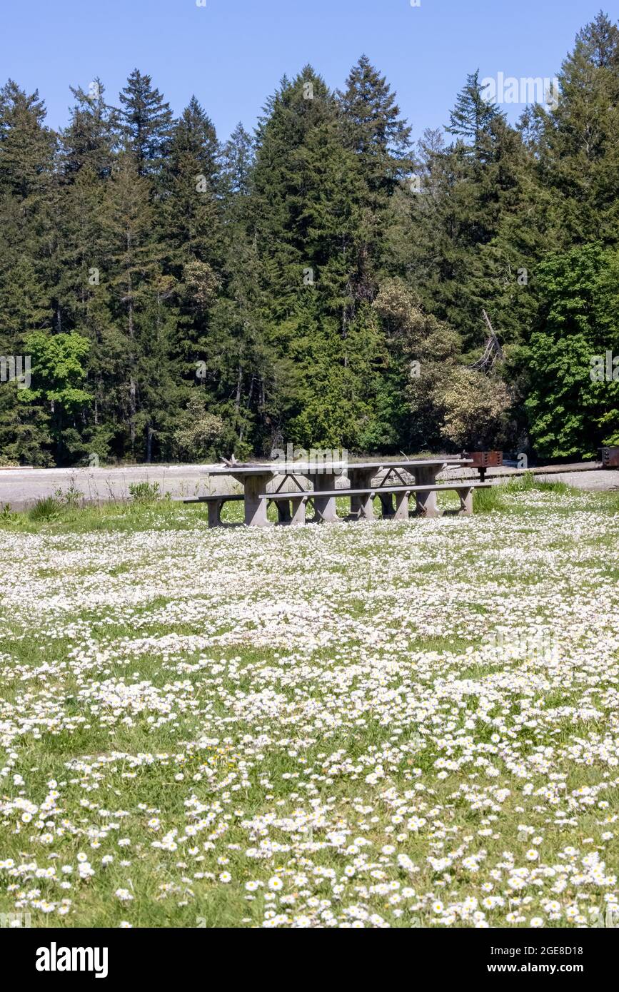 Chamomile flower field view hi-res stock photography and images - Alamy