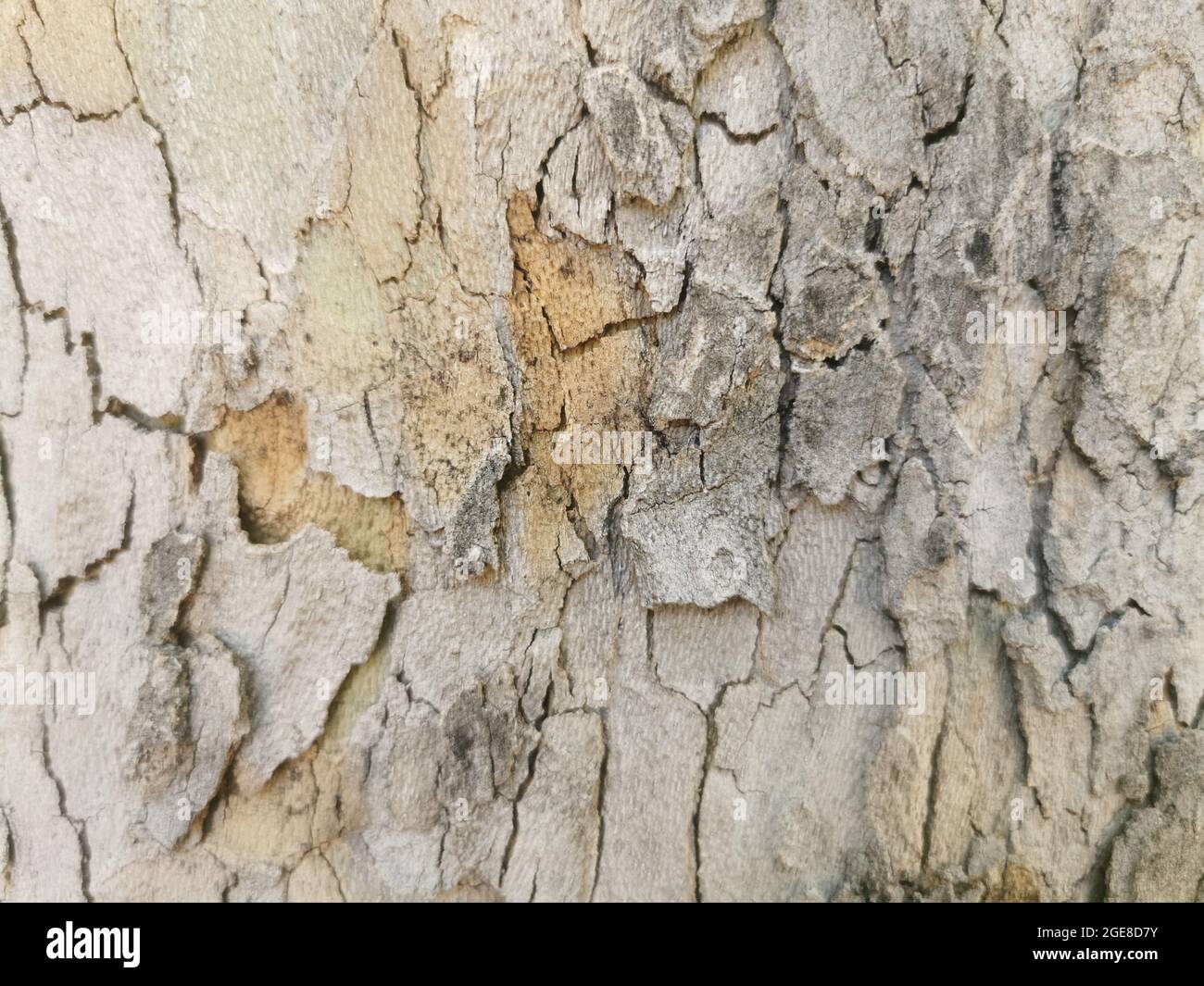 Closeup of a rough tree trunk crust Stock Photo - Alamy