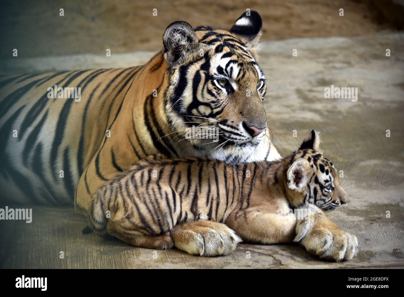 Мужчина рожденный тигр. Бенгальский тигр детеныш. Родившийся Тигренок. Зоопарк Бангладеш. Два бенгальских тигра.