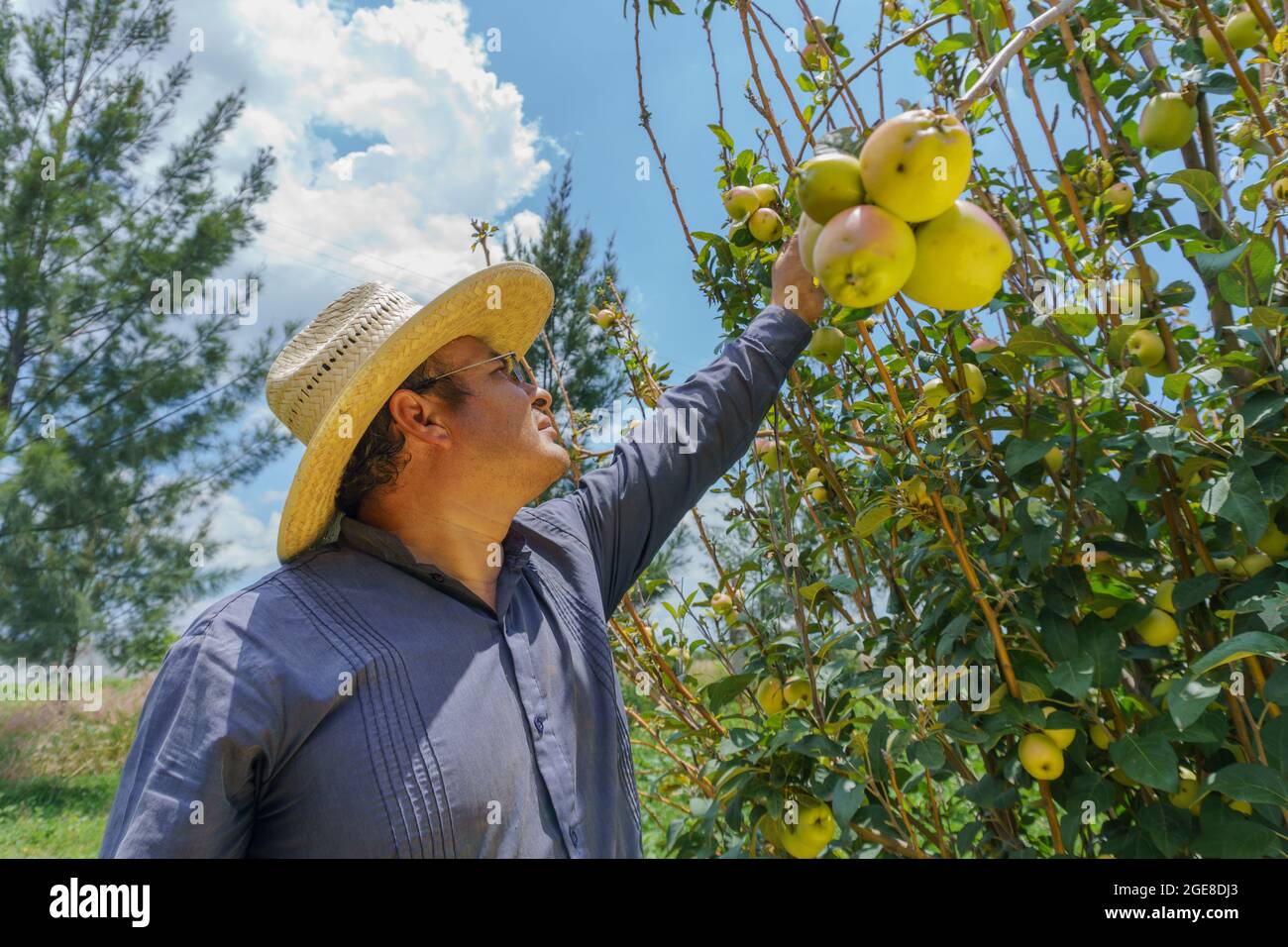 Middle-aged Hispanic farmer on a farm with apple trees Stock Photo
