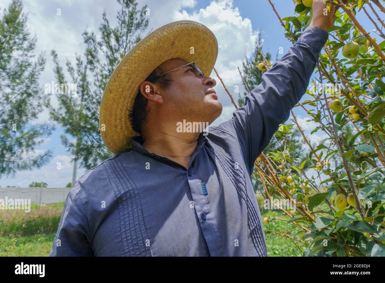 Middle-aged Hispanic farmer on a farm with apple trees Stock Photo