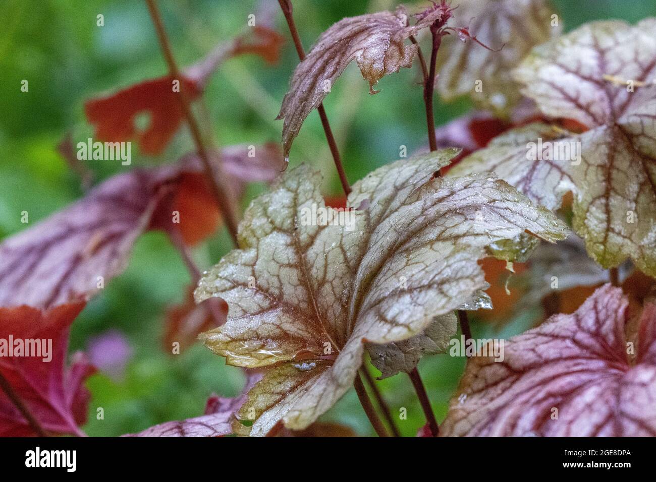 close up of colorful coral bell leaves Stock Photo