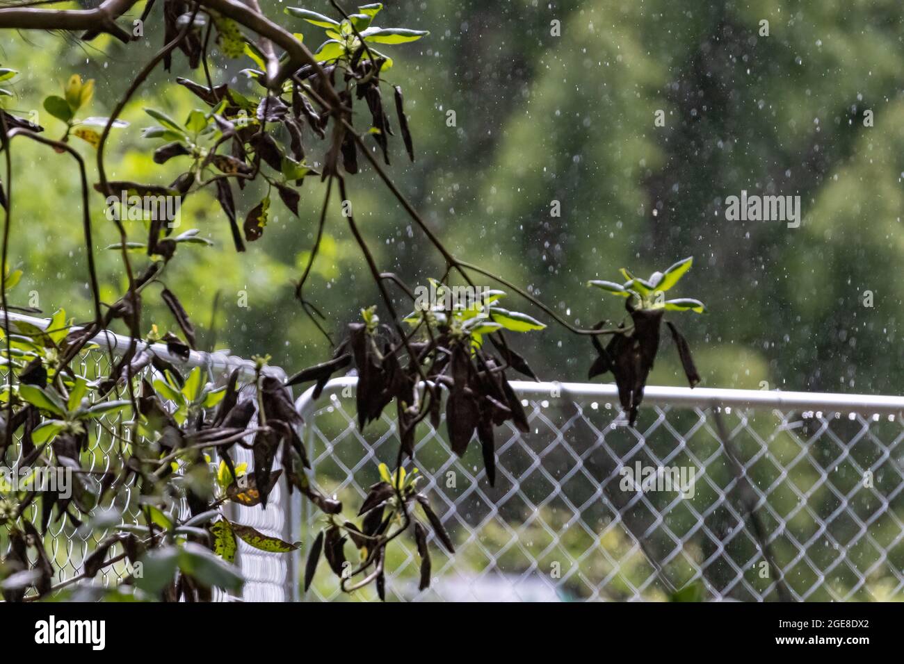 Rain falling through trees hi-res stock photography and images - Alamy