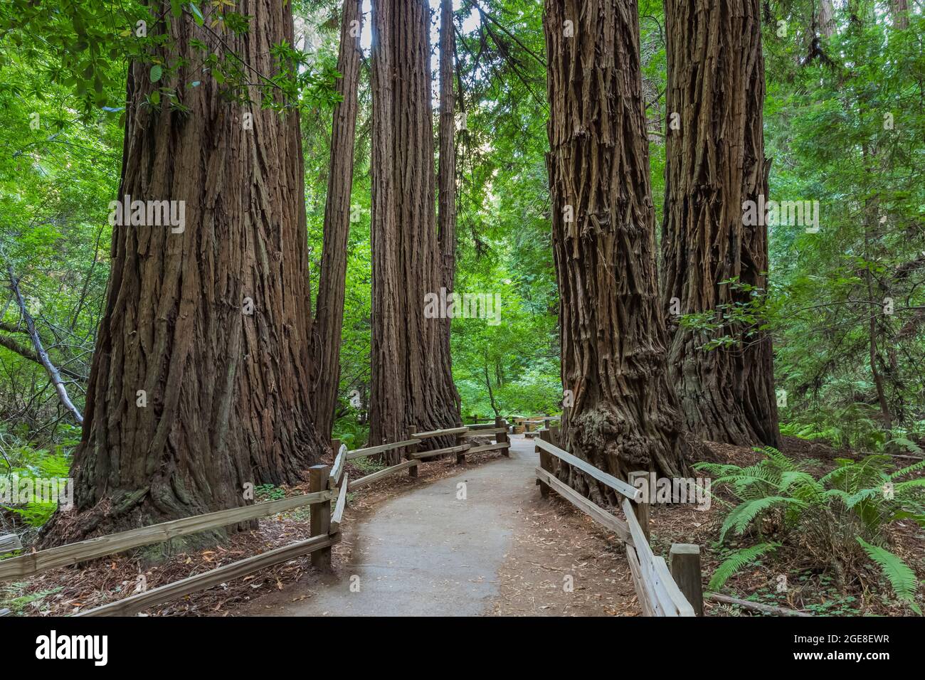 Trail through Coast Redwoods, Sequoia sempervirens, with a railing to