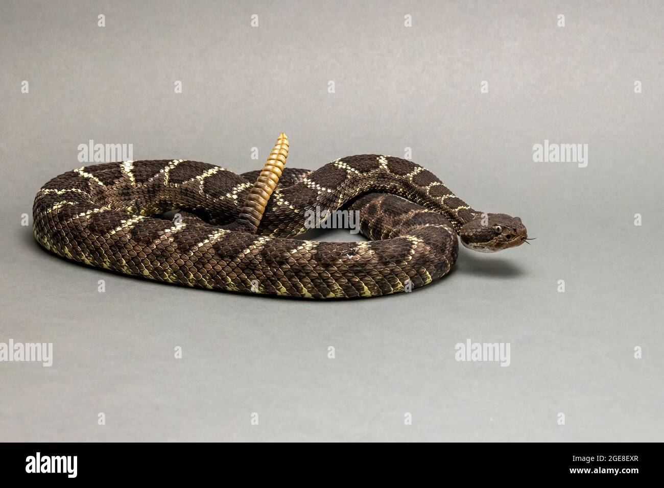 Arizona Black Rattlesnake Isolated on Grey Background Stock Photo
