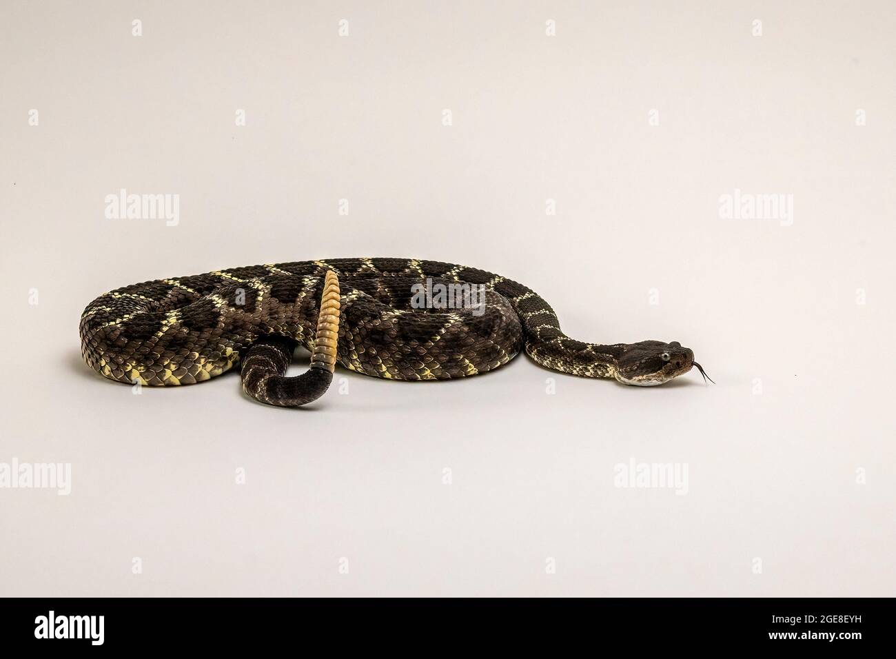 Arizona Black Rattlesnake Isolated on White Background Stock Photo