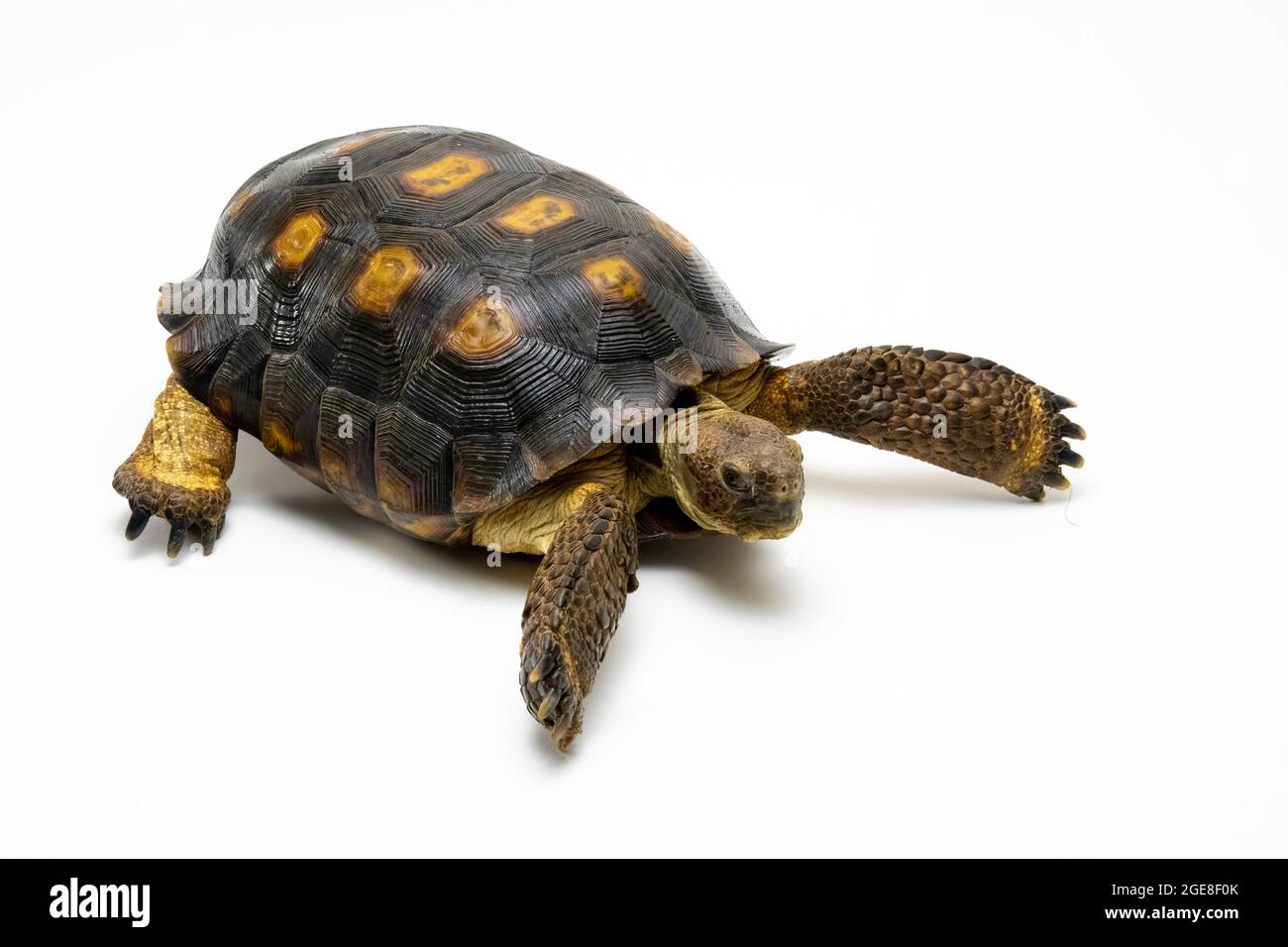 Sonoran Desert Tortoise Isolated on a White Background Stock Photo