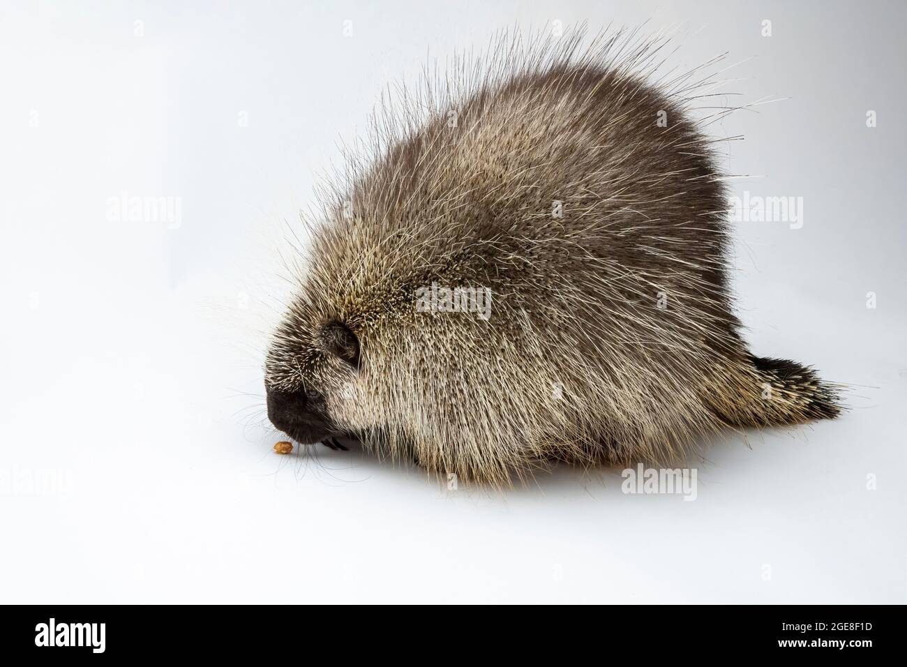 Porcupine on a White Background Isolated on a White Background Stock Photo