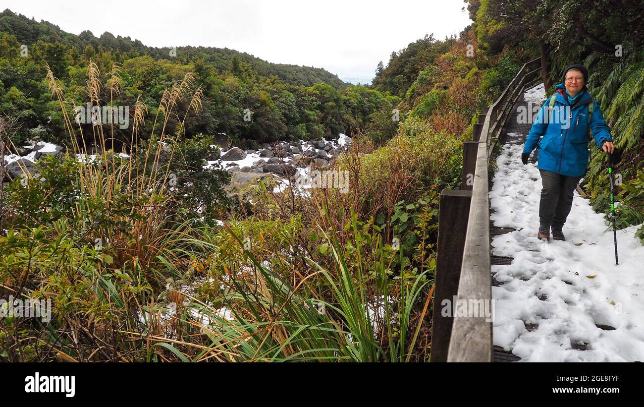 A middle aged woman (62) on the Wilkies Pools walk in winter. Egmont National Park, NZ. Stock Photo