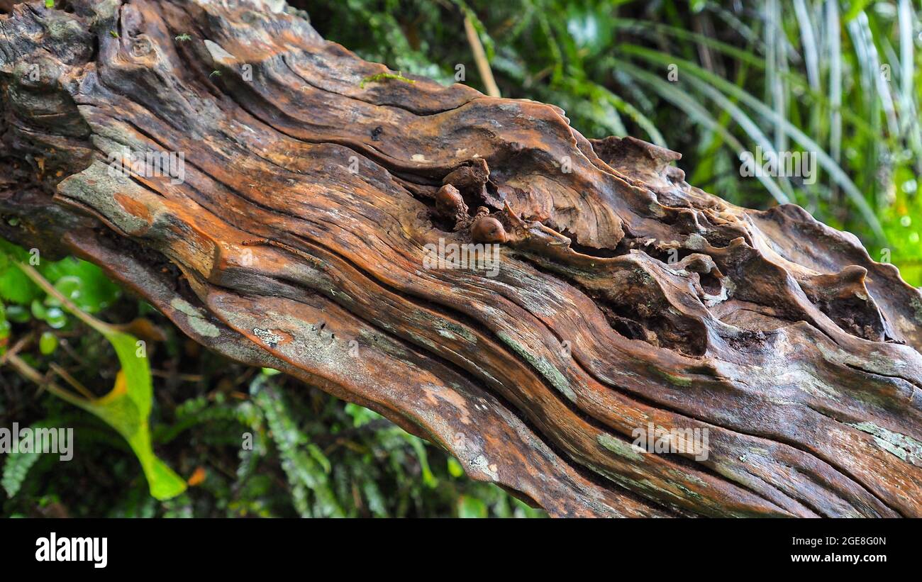 Bark of a tree fuchsia (Fuchsia excorticata) on the Wilkies Pools walk in winter. Egmont National Park, NZ. Stock Photo