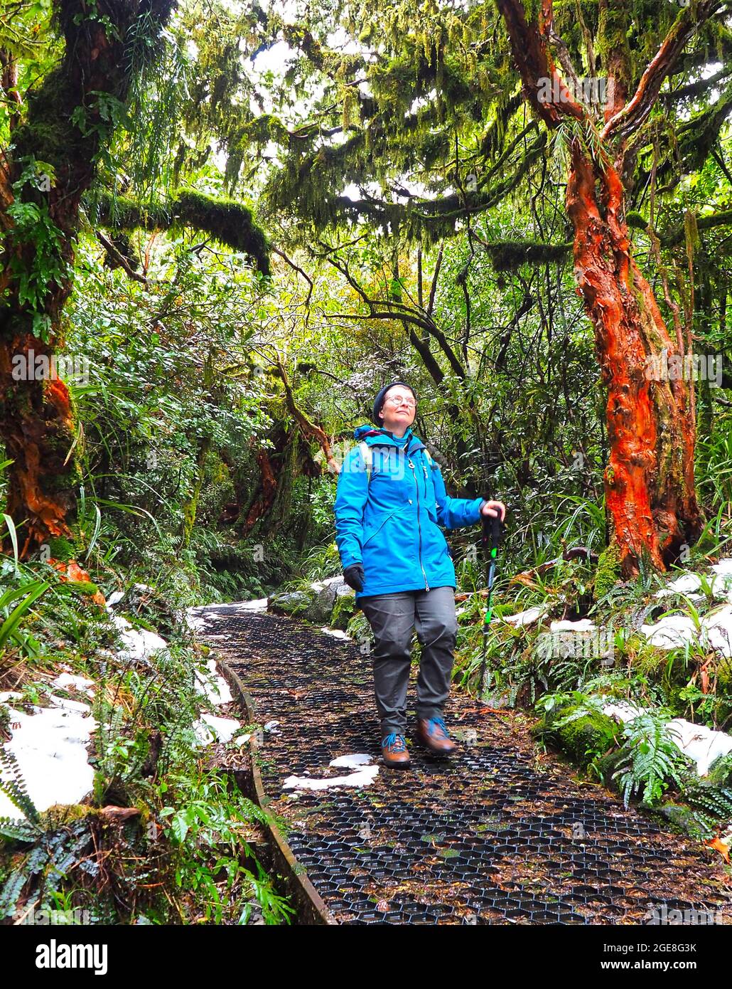 A middle aged woman (62) walks between two tree fuchsia (Fuchsia excorticata) on the Wilkies Pools walk in winter. Egmont National Park, NZ. Stock Photo