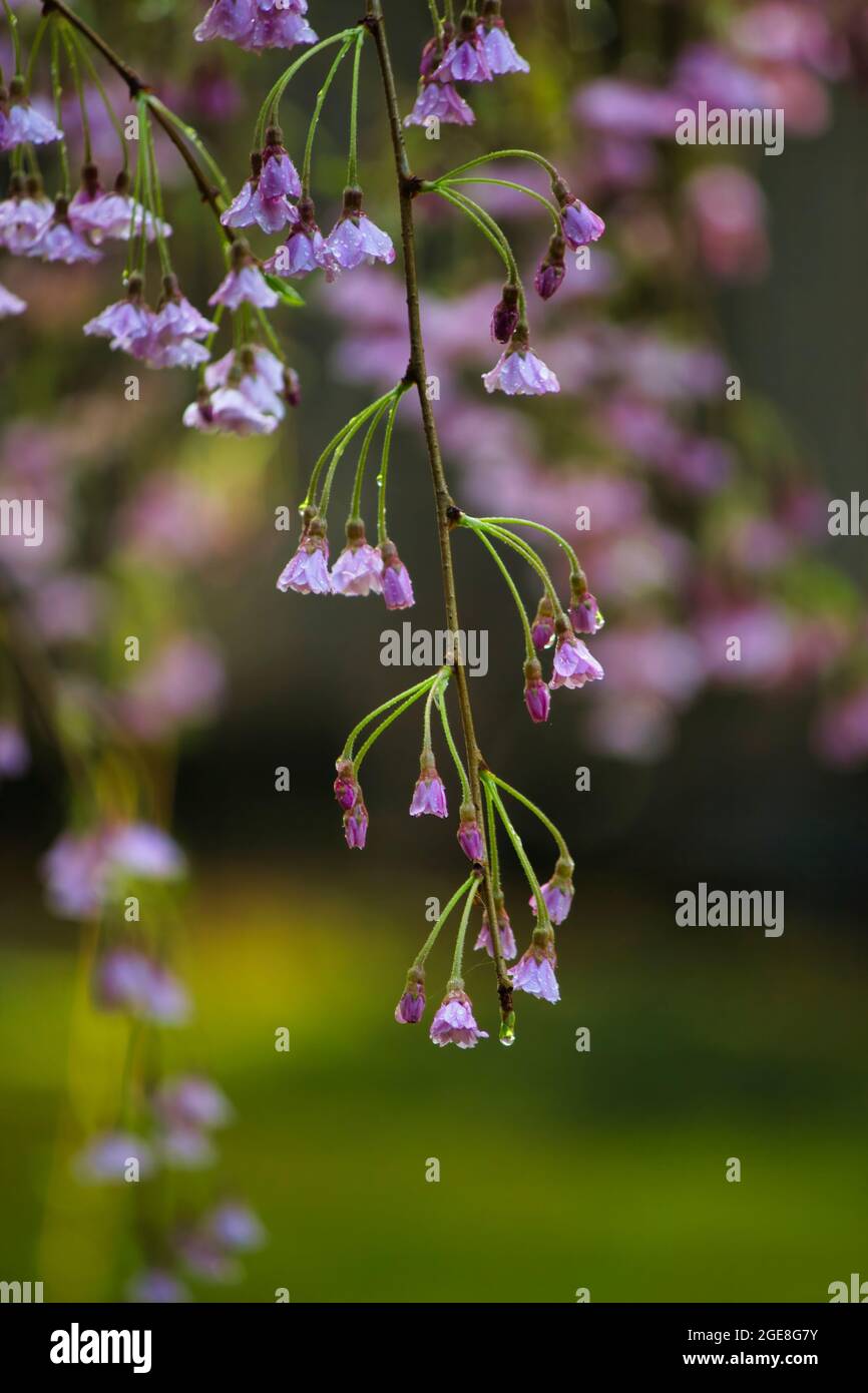 small pink cherry blossom on blurred green background Stock Photo - Alamy
