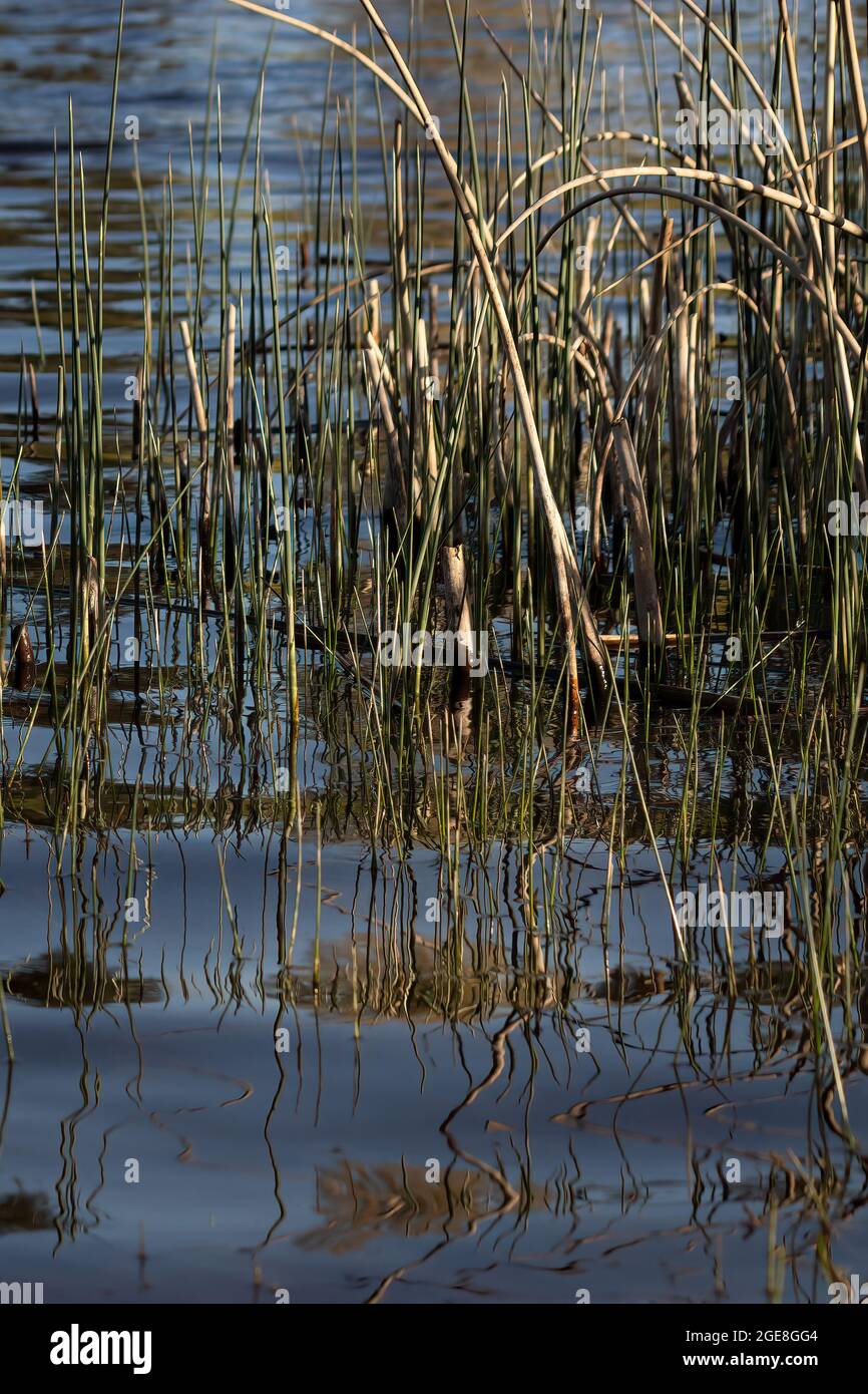 Veralean Reeds Tall reeds growing in water hi-res stock photography and images - Alamy