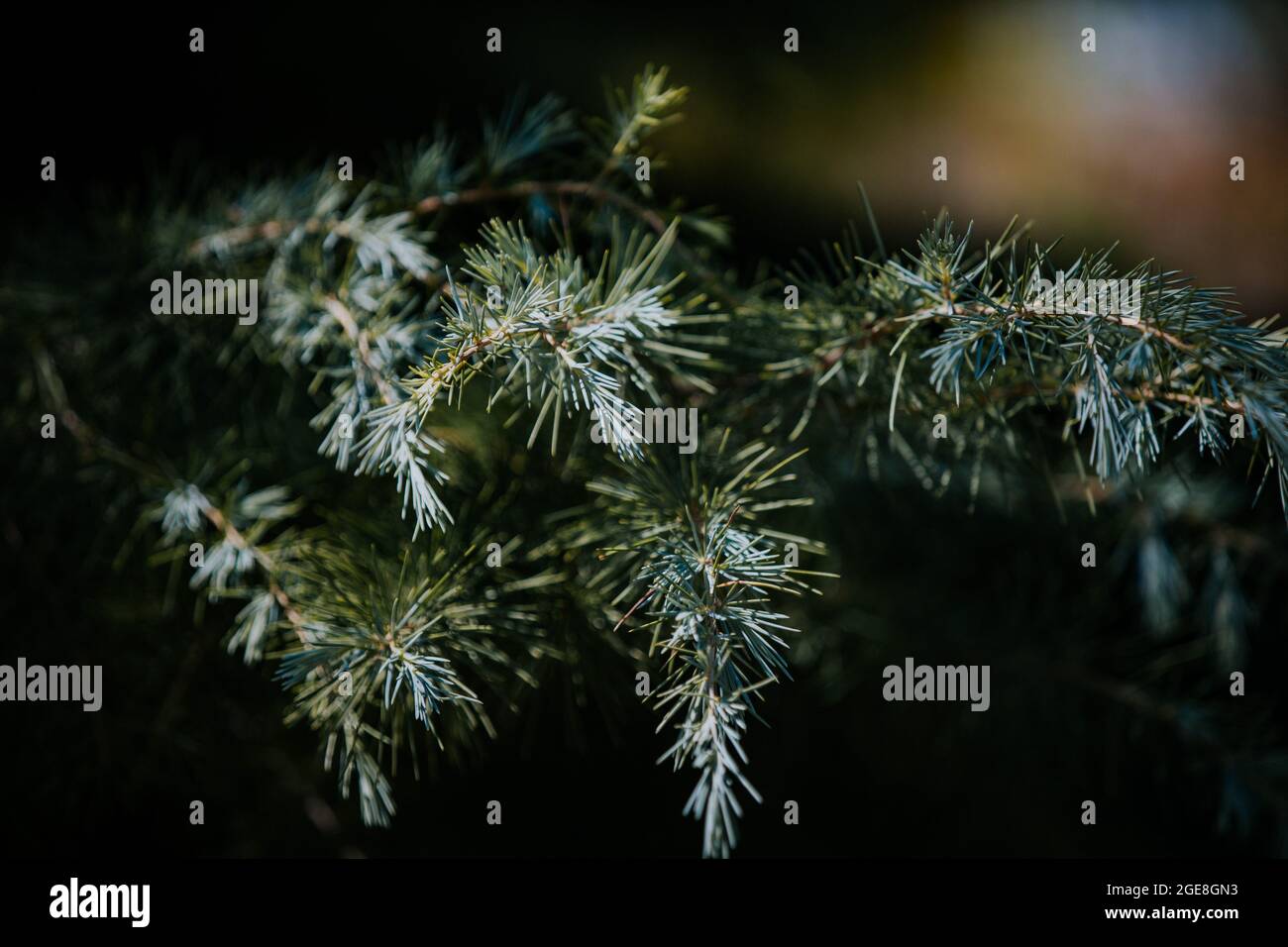 Closeup shot of pine tree branches Stock Photo - Alamy